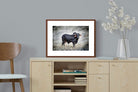 Pixalot ® Black Bull
