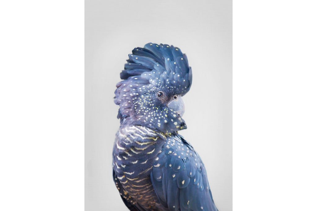 Blue Cockatoo-Wall_Art-Pixalot