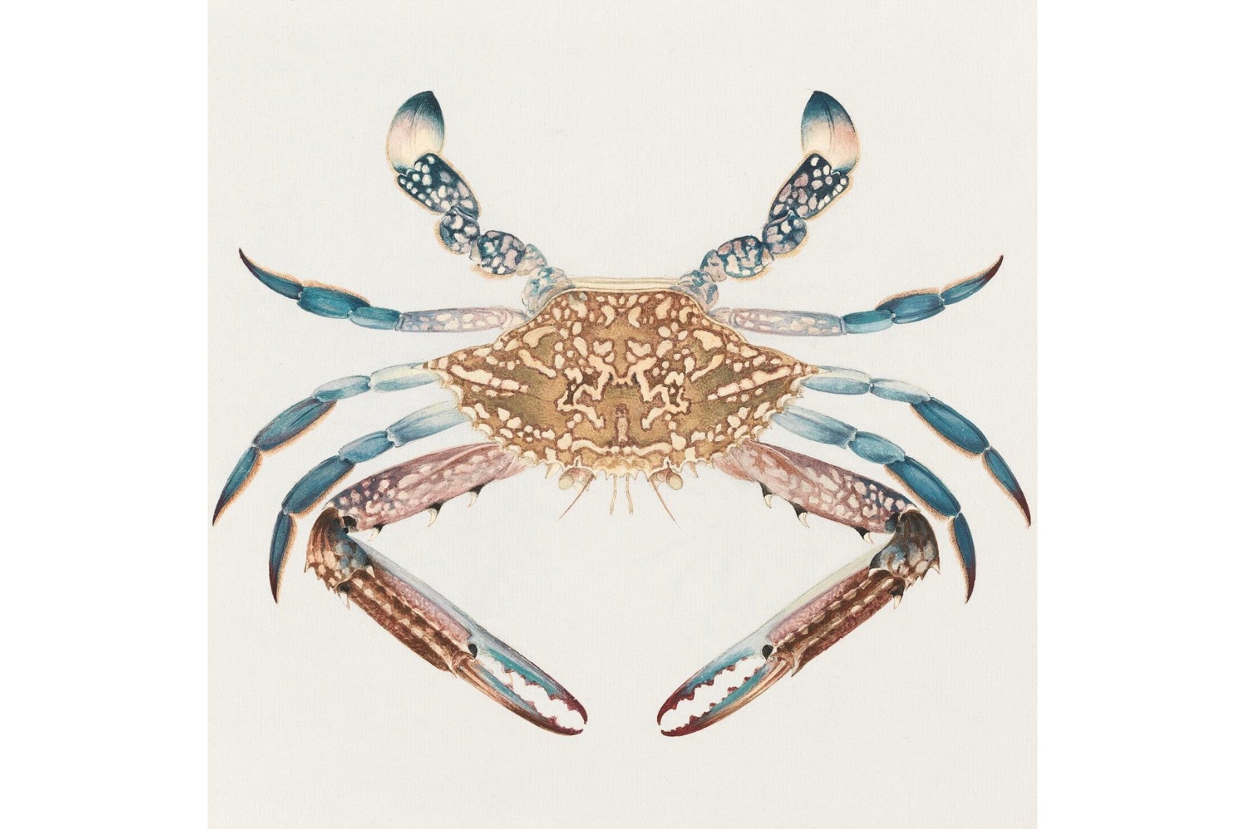 Blue Crab
