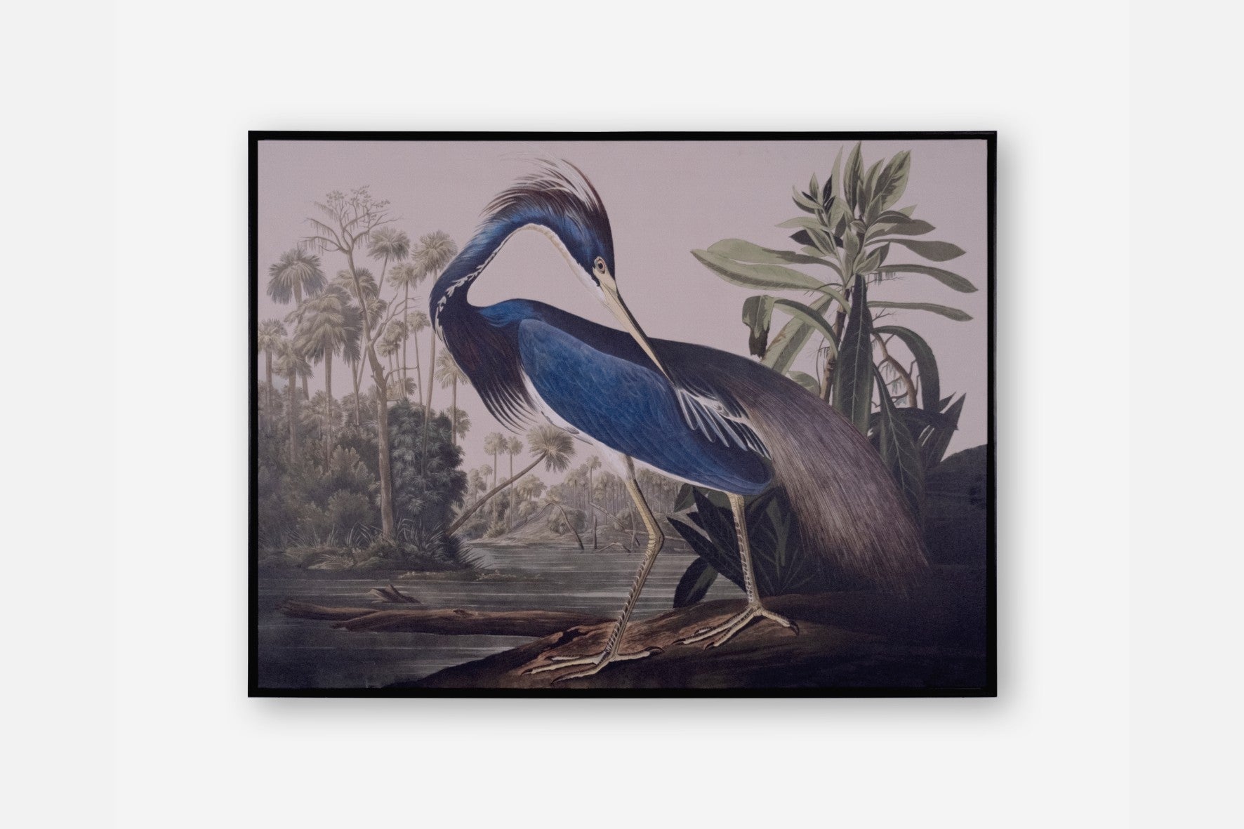 Blue Heron | SALE-Wall_Art-120 x 90cm-Mounted Canvas-Black-Pixalot