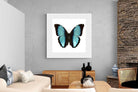 Pixalot Blue Morpho