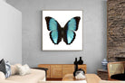 Pixalot Blue Morpho