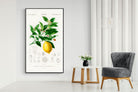 Pixalot Botanical Lemon