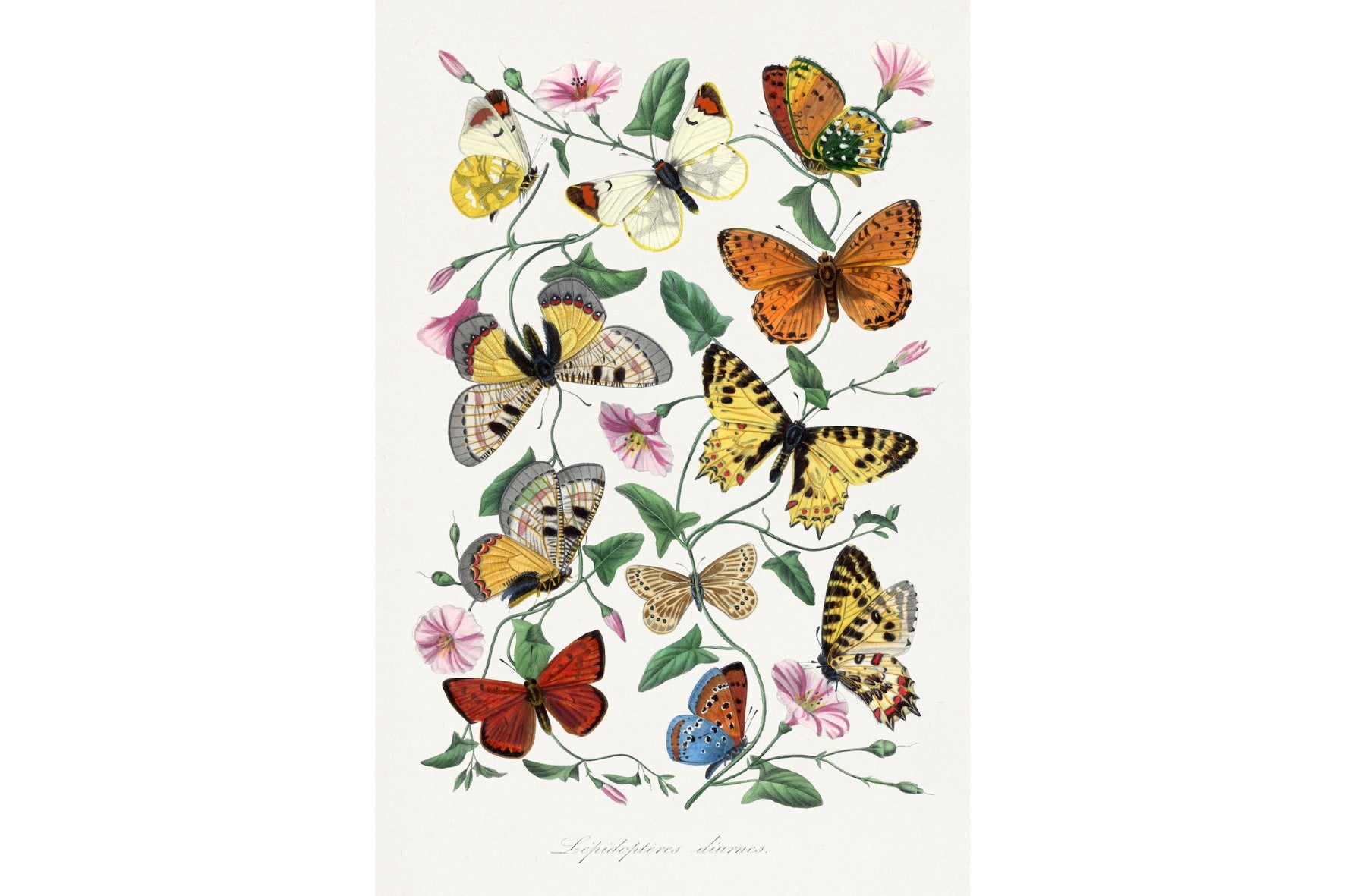 Botanical Lepidoptera