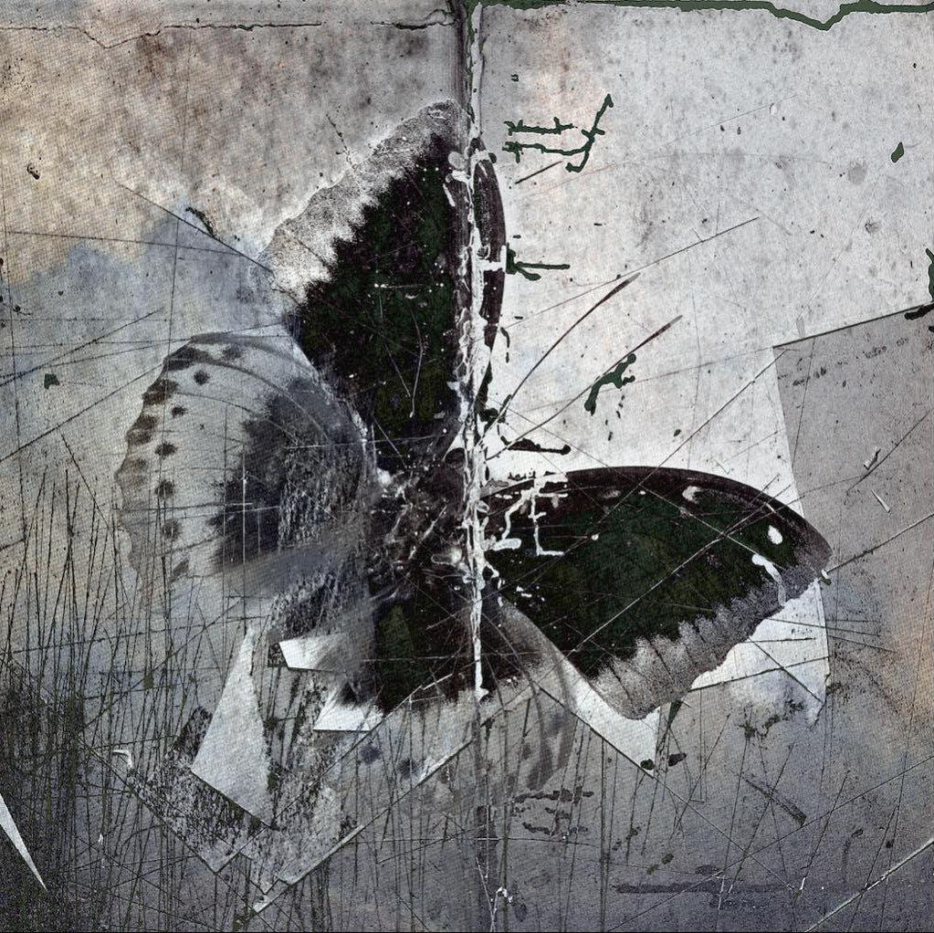 Butterfly Art Wall Art | Canvas & Framed Prints – Pixalot ®