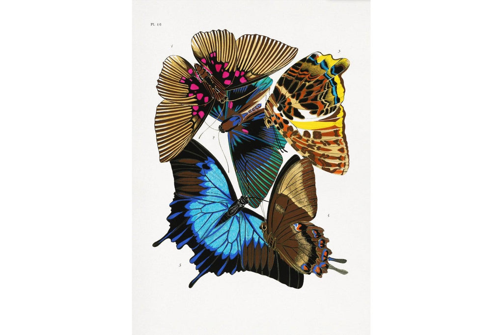 Butterfly Collage #2-Wall_Art-Pixalot