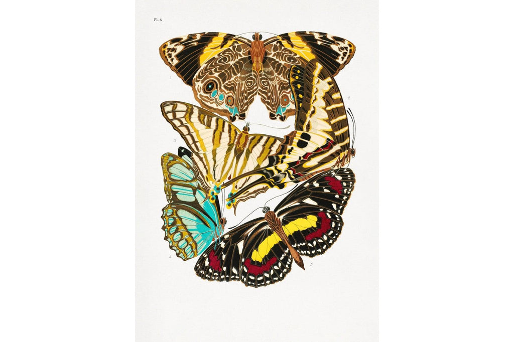 Butterfly Collage #3-Wall_Art-Pixalot