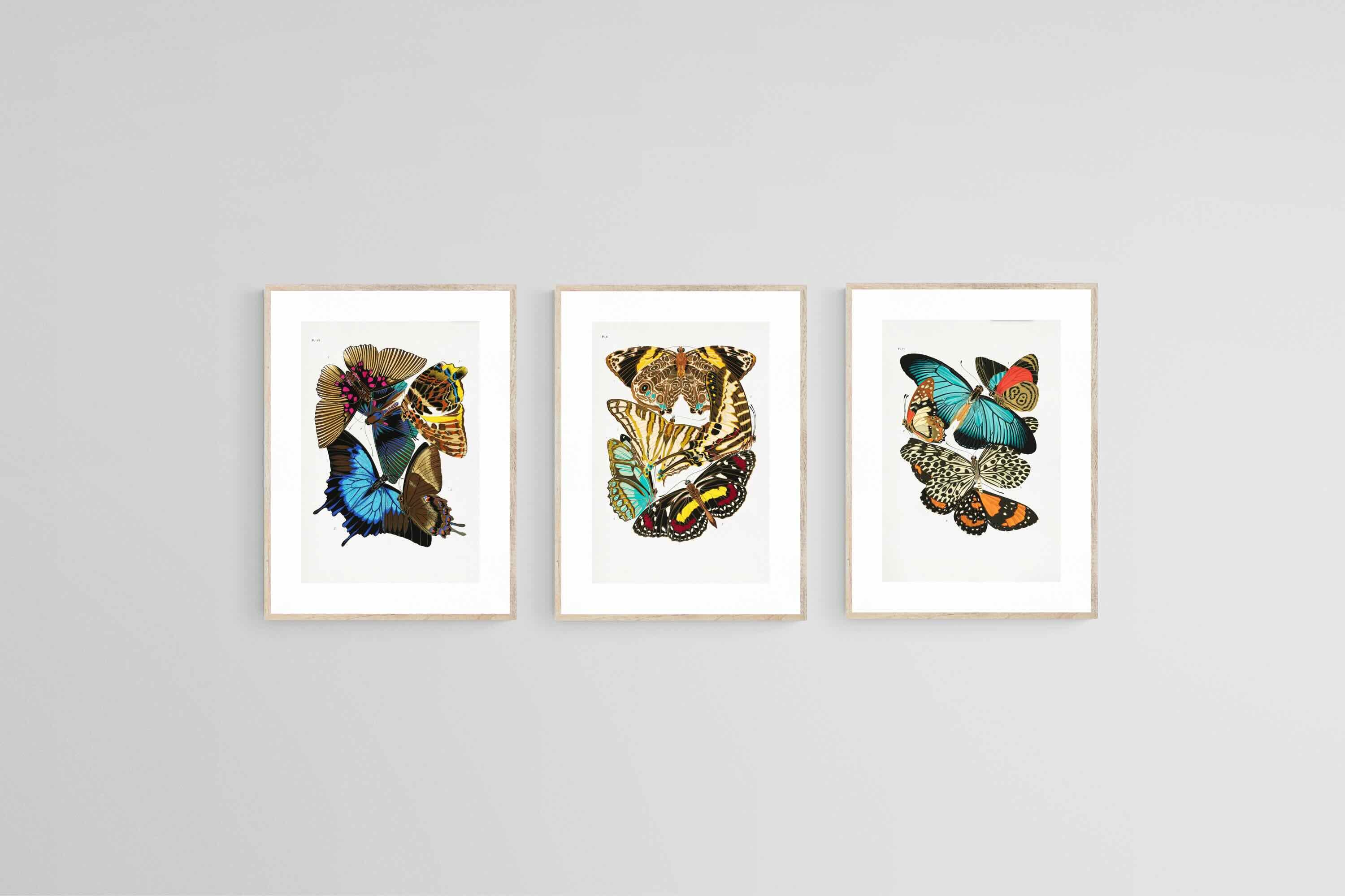 Butterfly Collage Set-Wall_Art-45 x 60cm (x3)-Framed Print-Wood-Pixalot