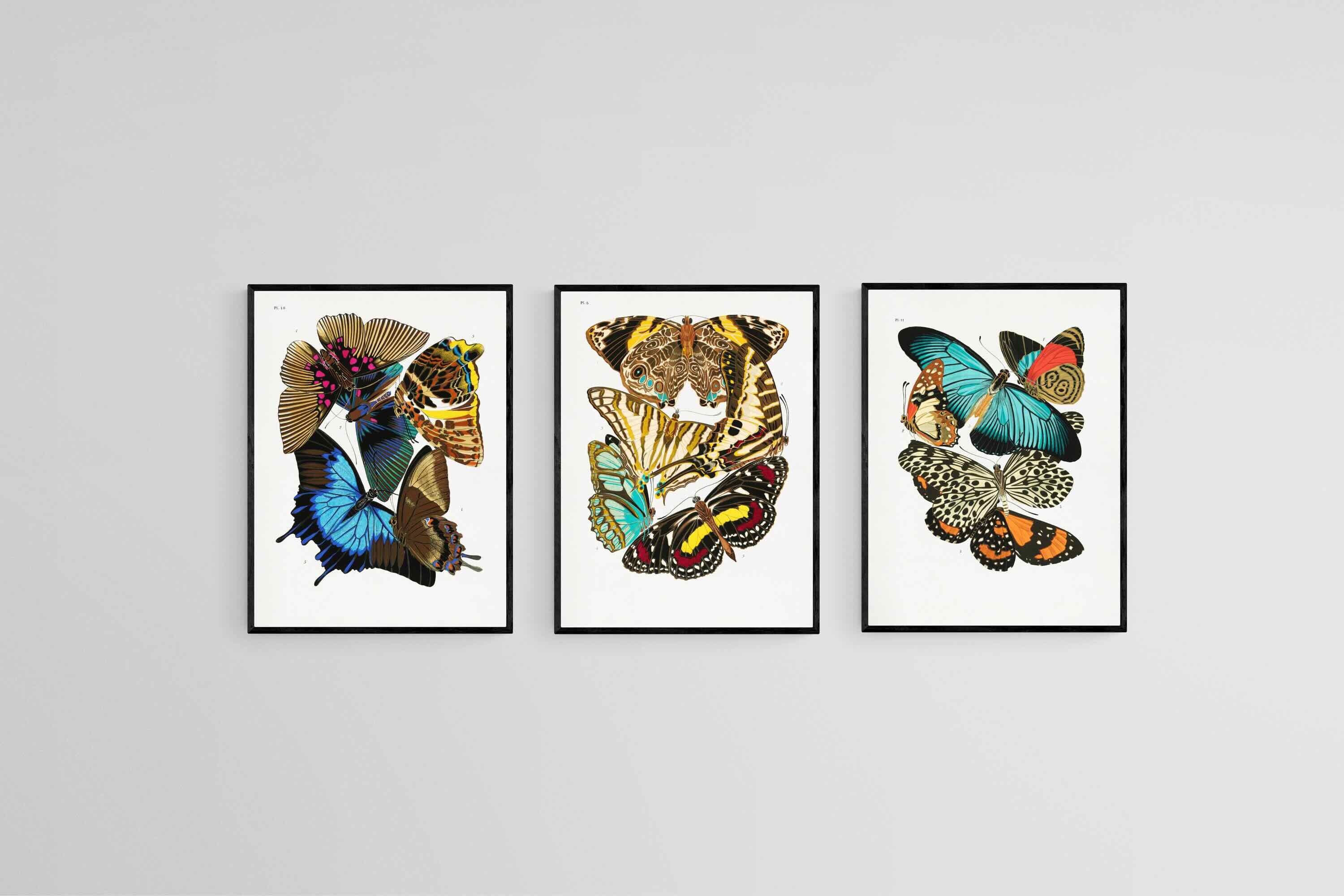 Butterfly Collage Set-Wall_Art-45 x 60cm (x3)-Mounted Canvas-Black-Pixalot