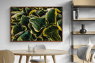 Pixalot ® Canadale Gold