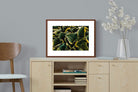 Pixalot ® Canadale Gold