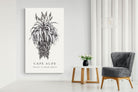 Pixalot ® Cape Aloe Illustration