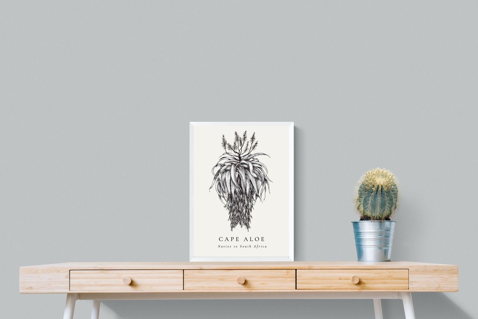 Pixalot ® Cape Aloe Illustration