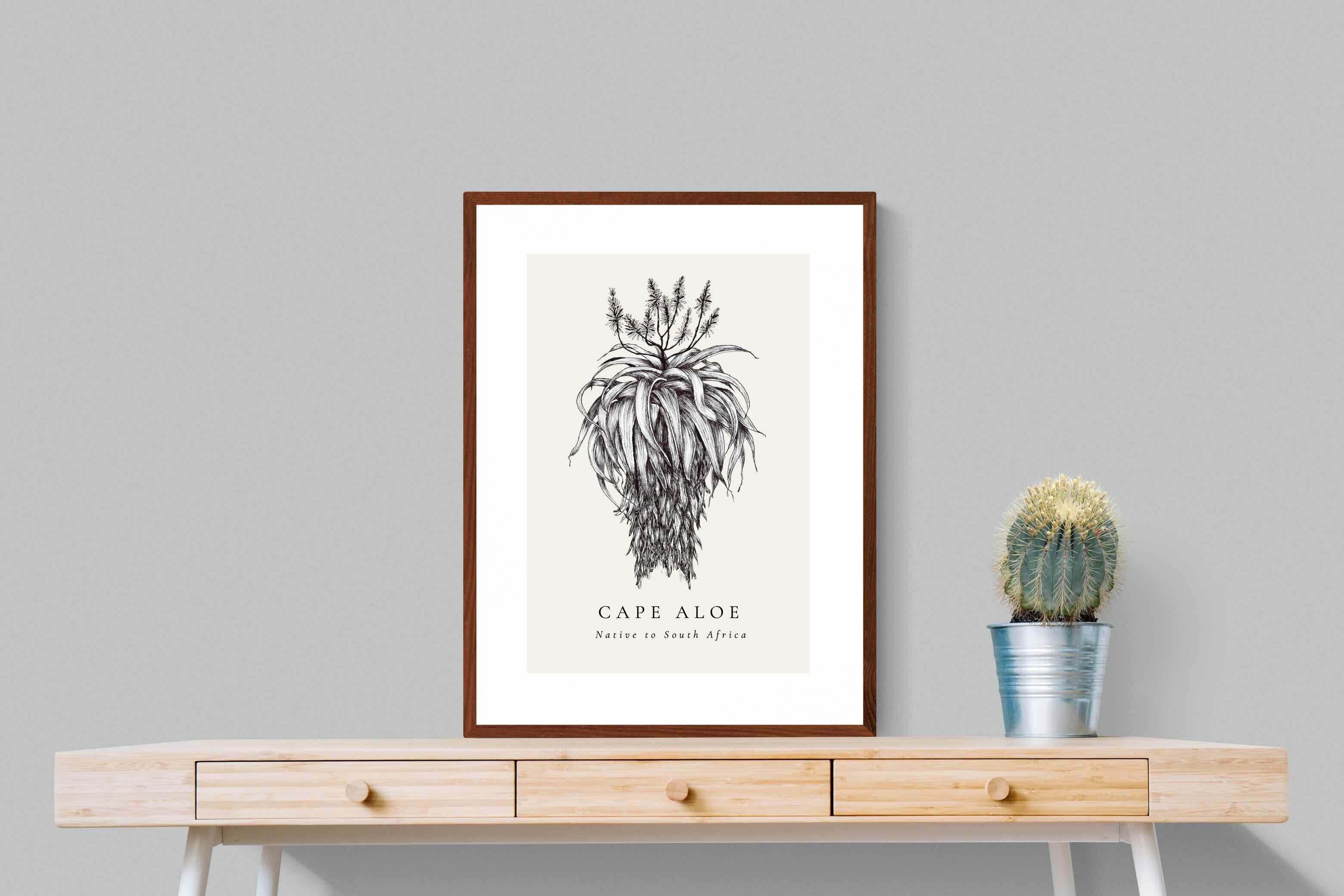 Pixalot ® Cape Aloe Illustration