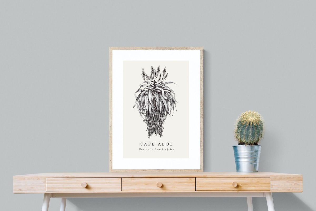 Pixalot ® Cape Aloe Illustration