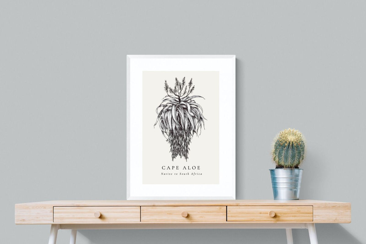 Pixalot ® Cape Aloe Illustration