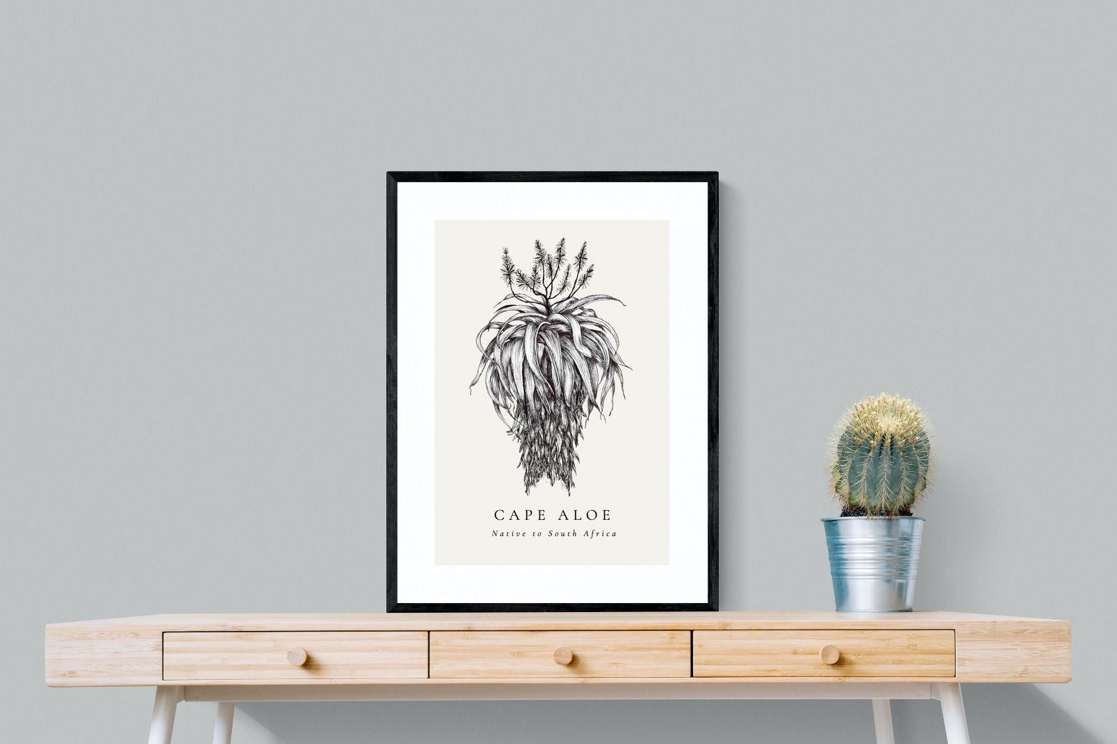 Pixalot ® Cape Aloe Illustration