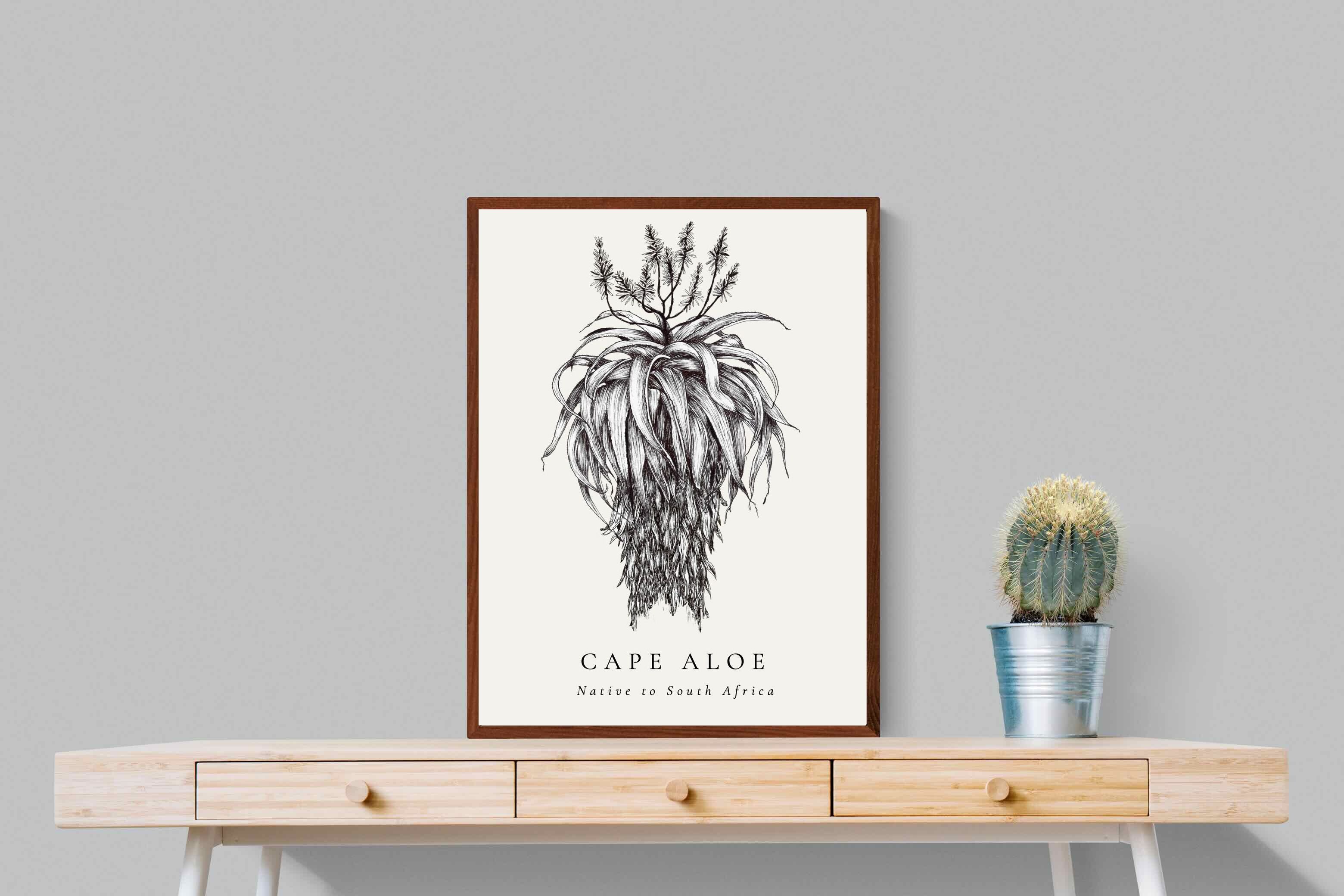 Pixalot ® Cape Aloe Illustration