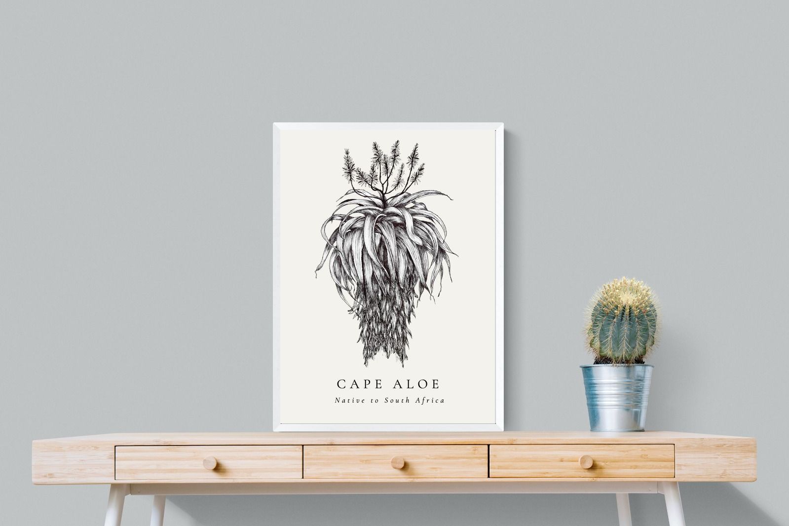Pixalot ® Cape Aloe Illustration