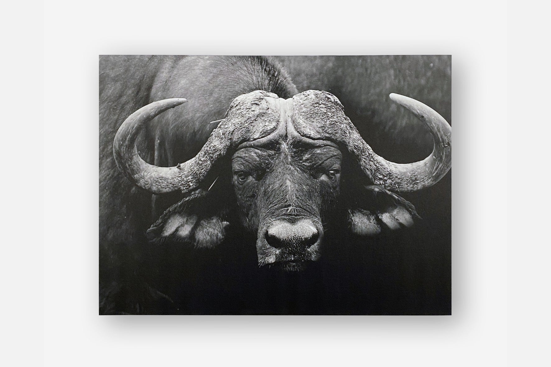 Cape Buffalo | SALE-Wall_Art-100 x 75cm-Mounted Canvas-No Frame-Pixalot