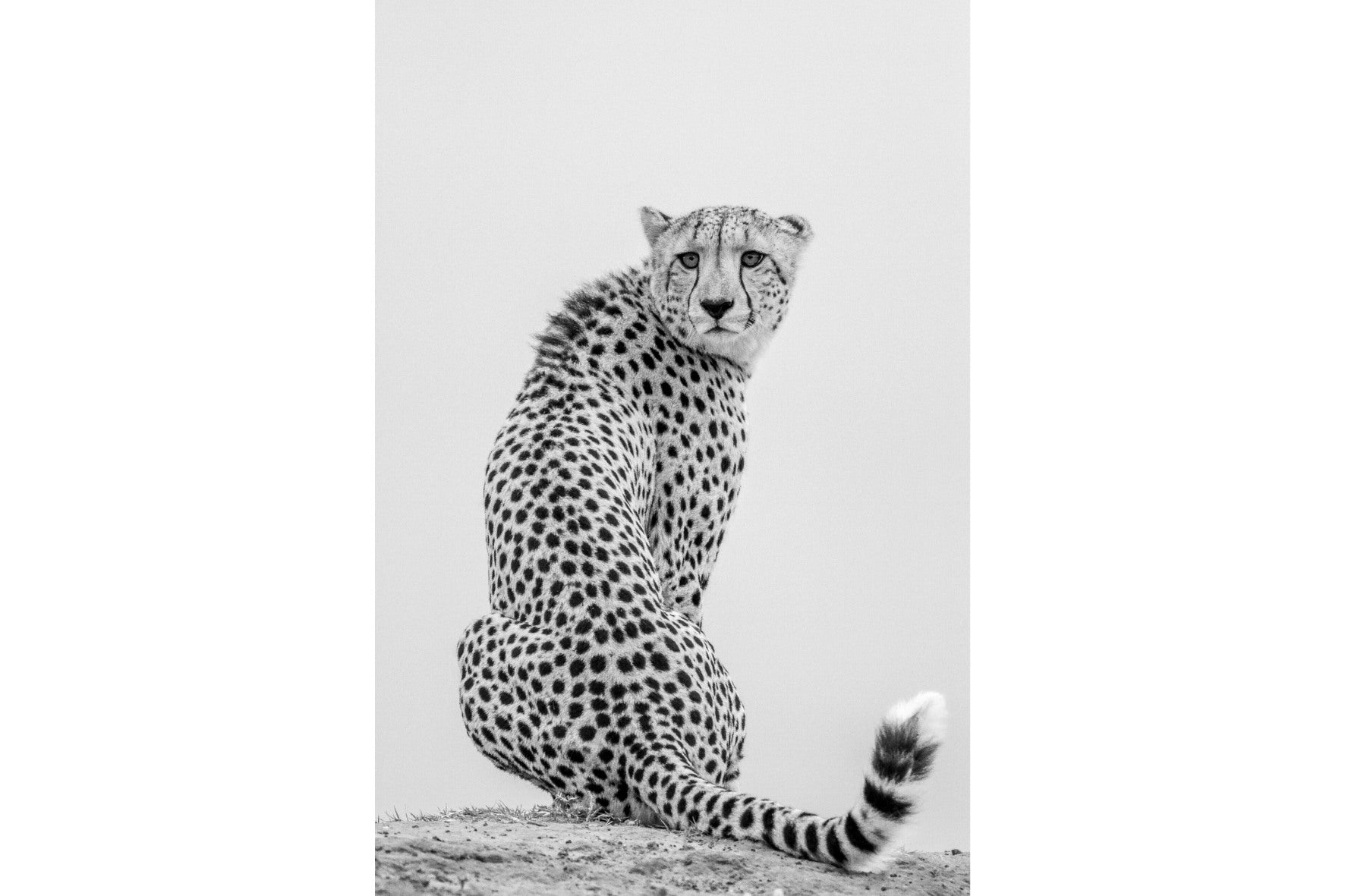 Dragable Image