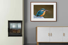 Pixalot Common Kingfisher