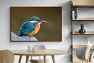 Pixalot Common Kingfisher