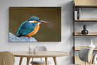 Pixalot Common Kingfisher