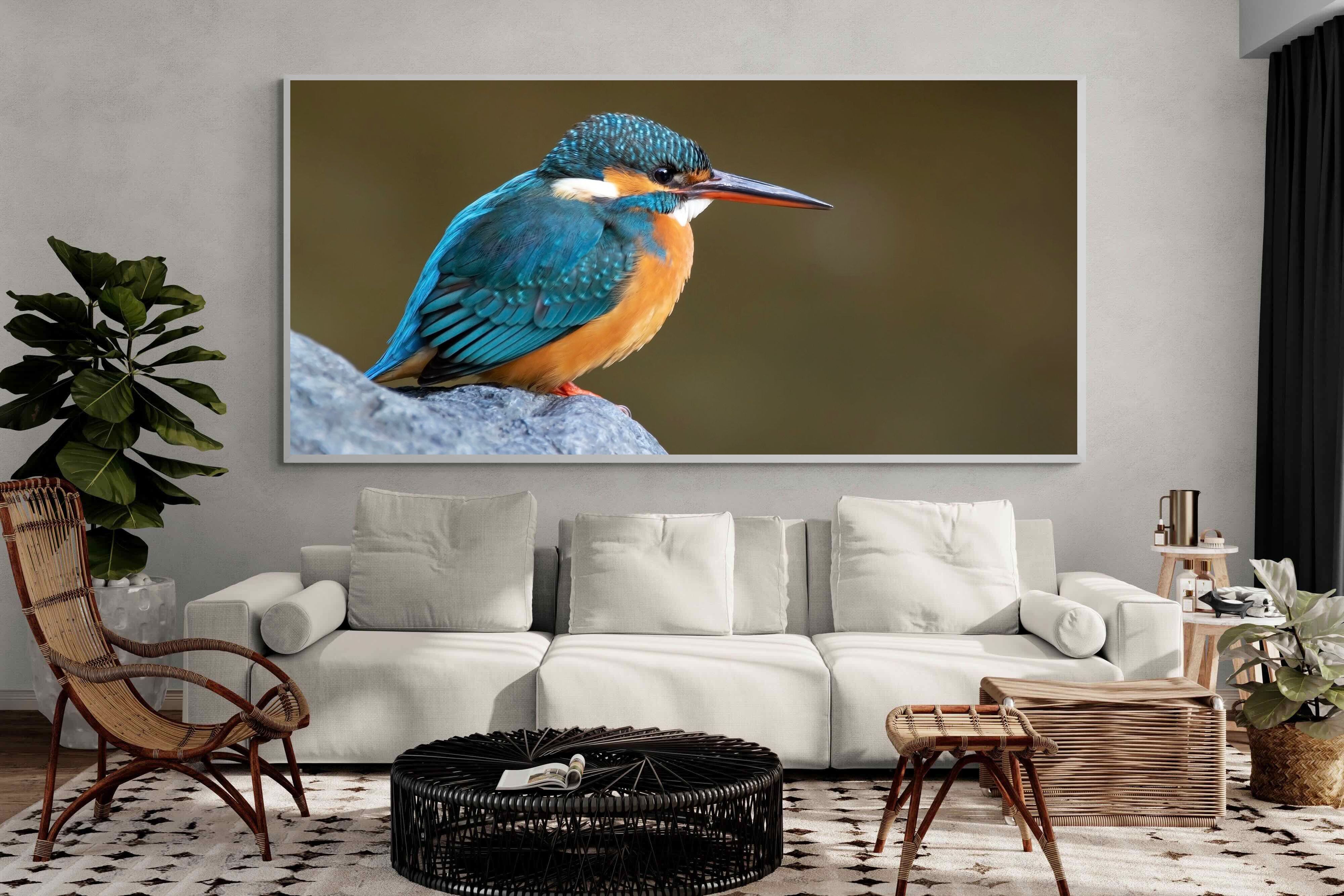 Pixalot Common Kingfisher