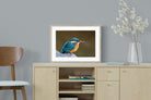 Pixalot Common Kingfisher