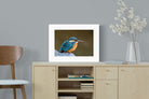 Pixalot Common Kingfisher