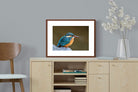 Pixalot Common Kingfisher
