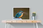 Pixalot Common Kingfisher