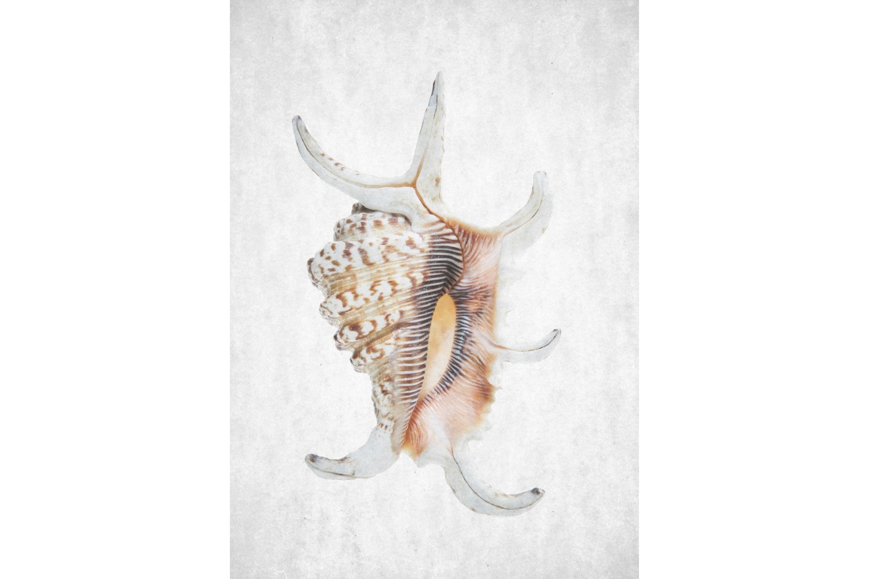 Conch-Wall_Art-Pixalot