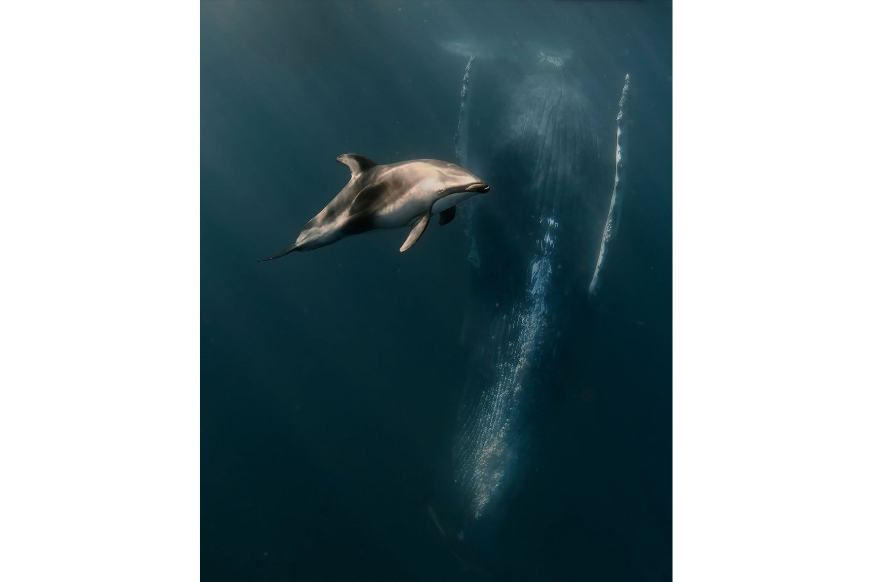 Dolphin Meets Whale-Wall_Art-Pixalot