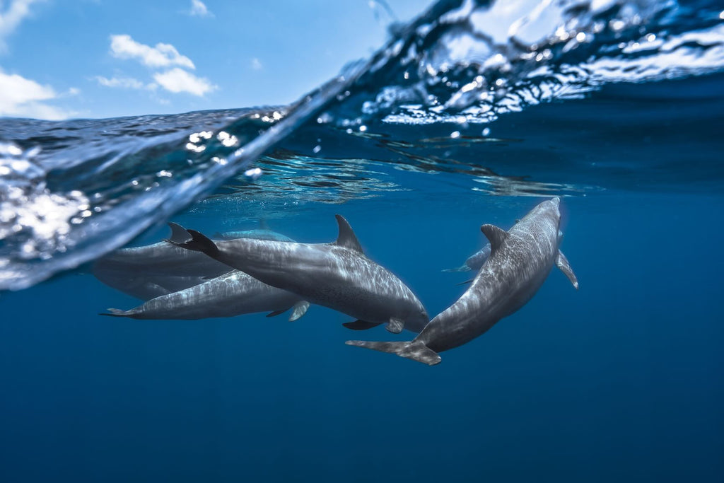 Dolphin Trio