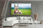 Pixalot ® Donkey Foal