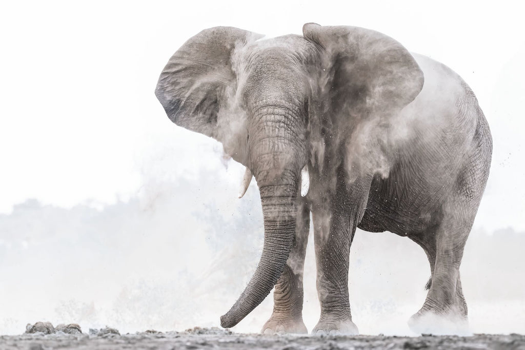 Dust Bath Giant