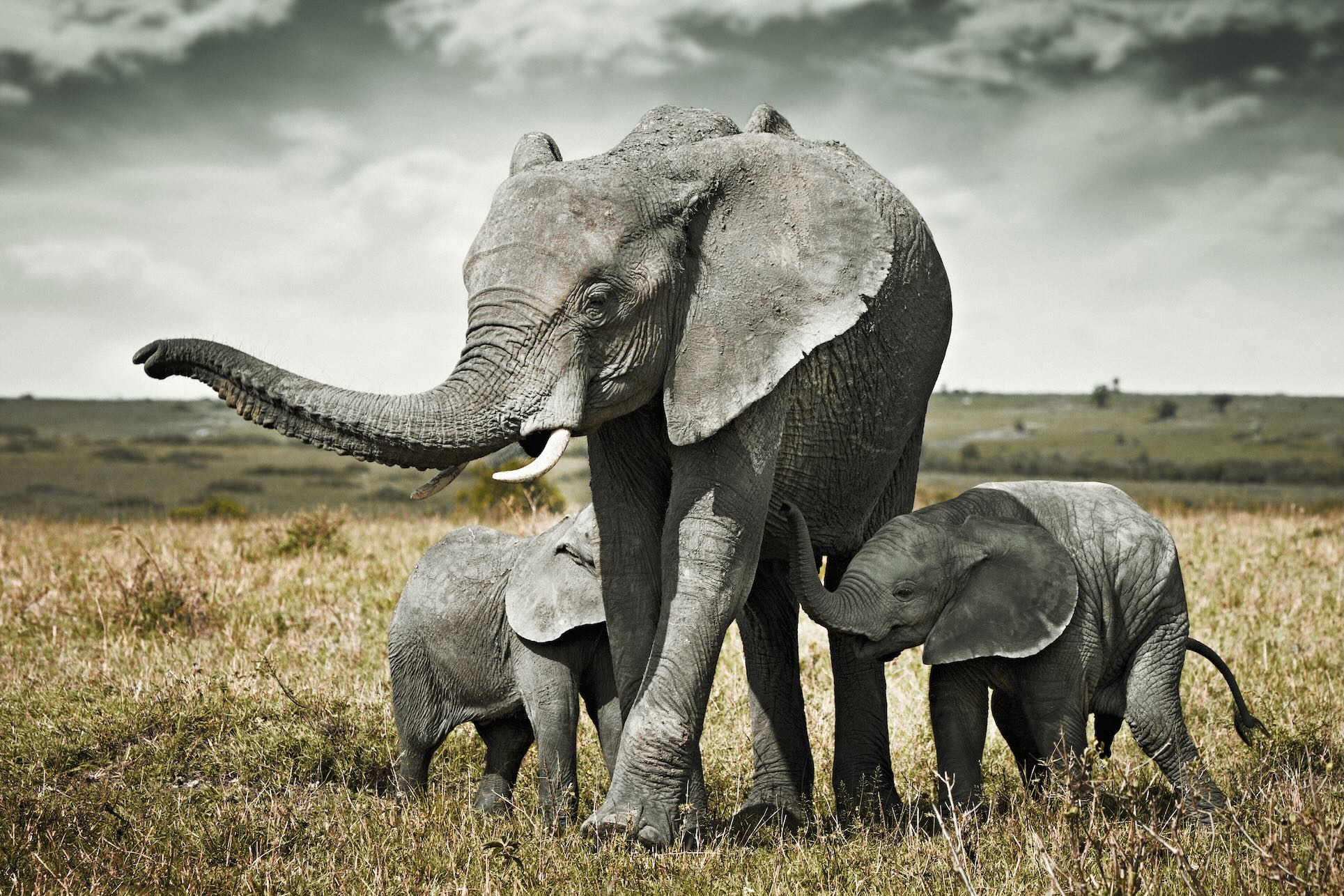 Elephant Family Union-Wall_Art-Pixalot