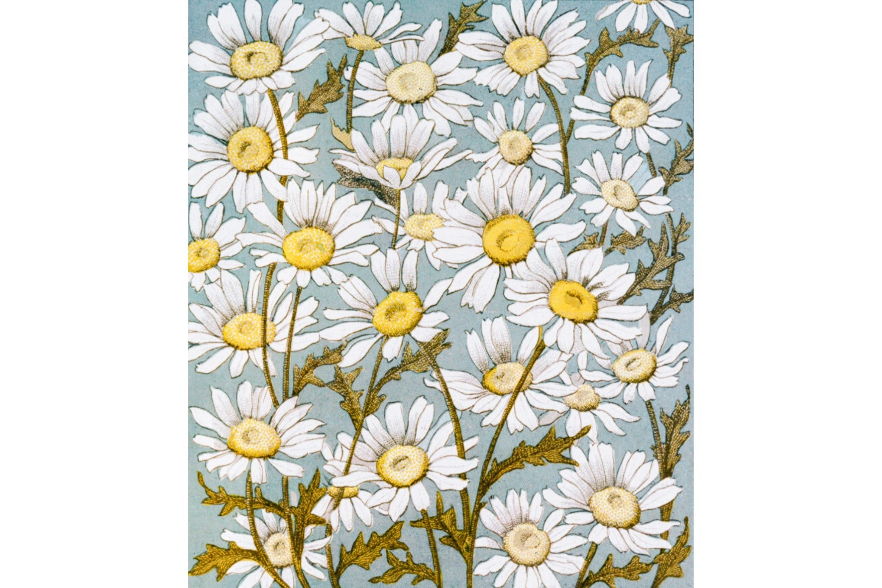 Field of Daisies