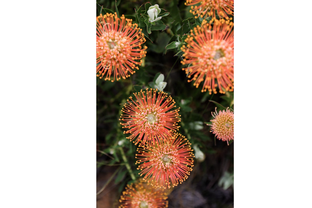 Flame Flowers