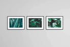 Foliage Set-Wall_Art-80 x 60cm (x3)-Framed Print-Black-Pixalot
