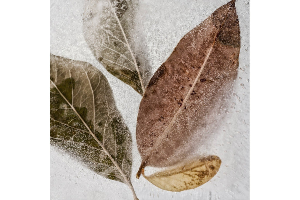 Frozen Leaves-Wall_Art-Pixalot