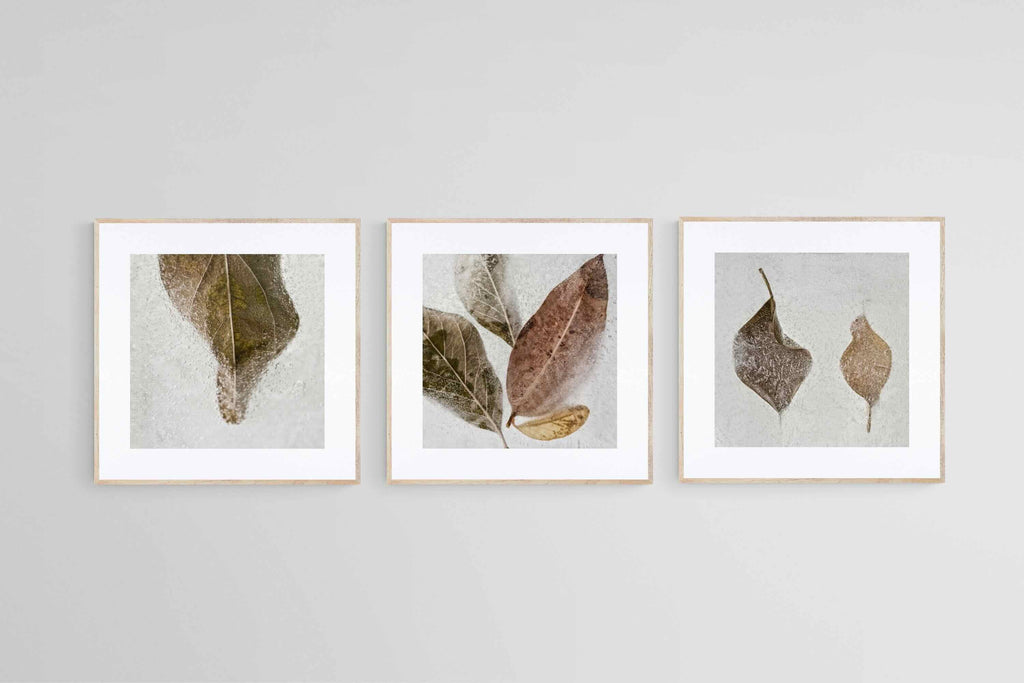 Frozen Leaves Set-Wall_Art-50 x 50cm (x3)-Framed Print-Wood-Pixalot
