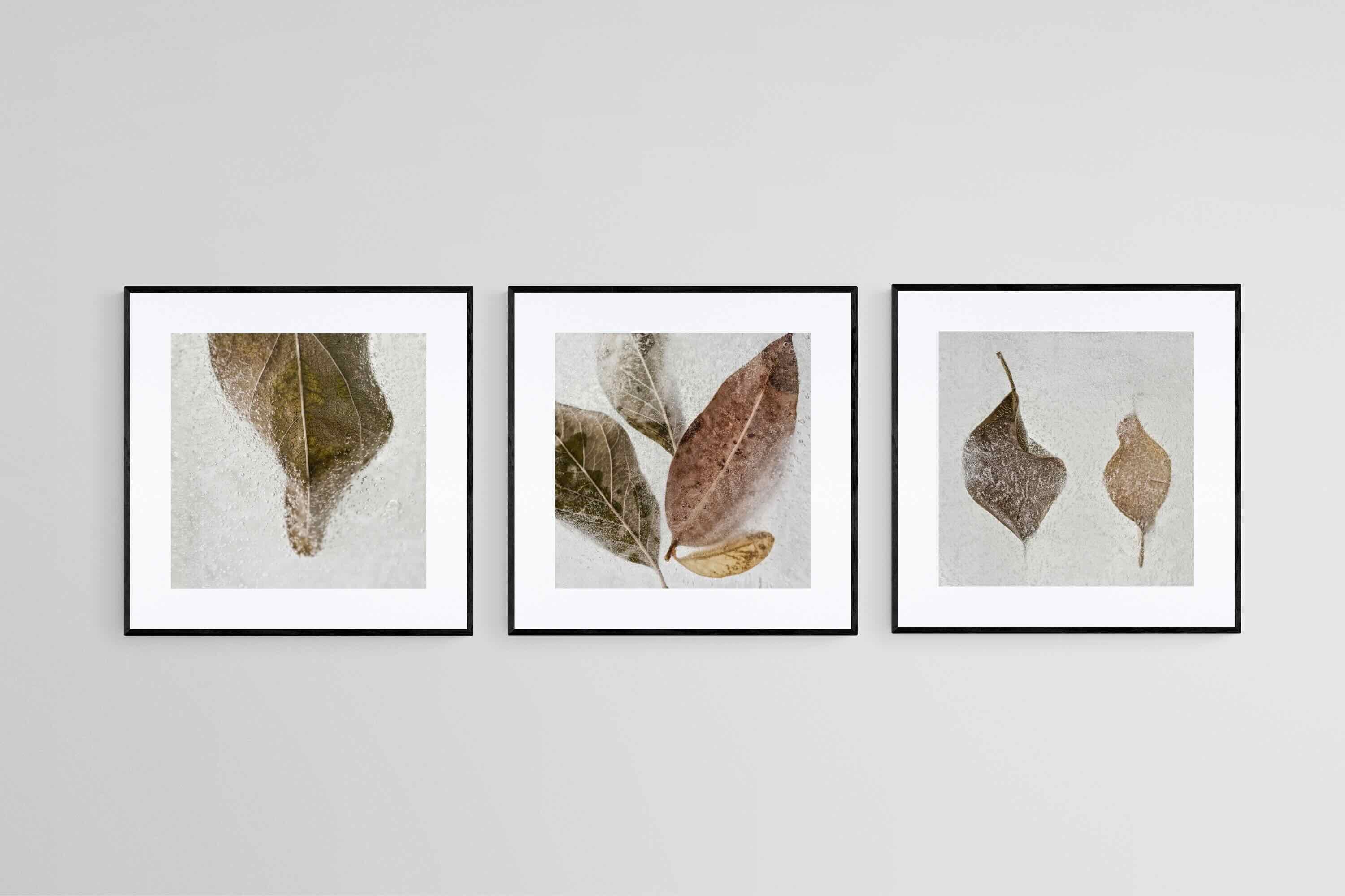 Frozen Leaves Set-Wall_Art-50 x 50cm (x3)-Framed Print-Black-Pixalot