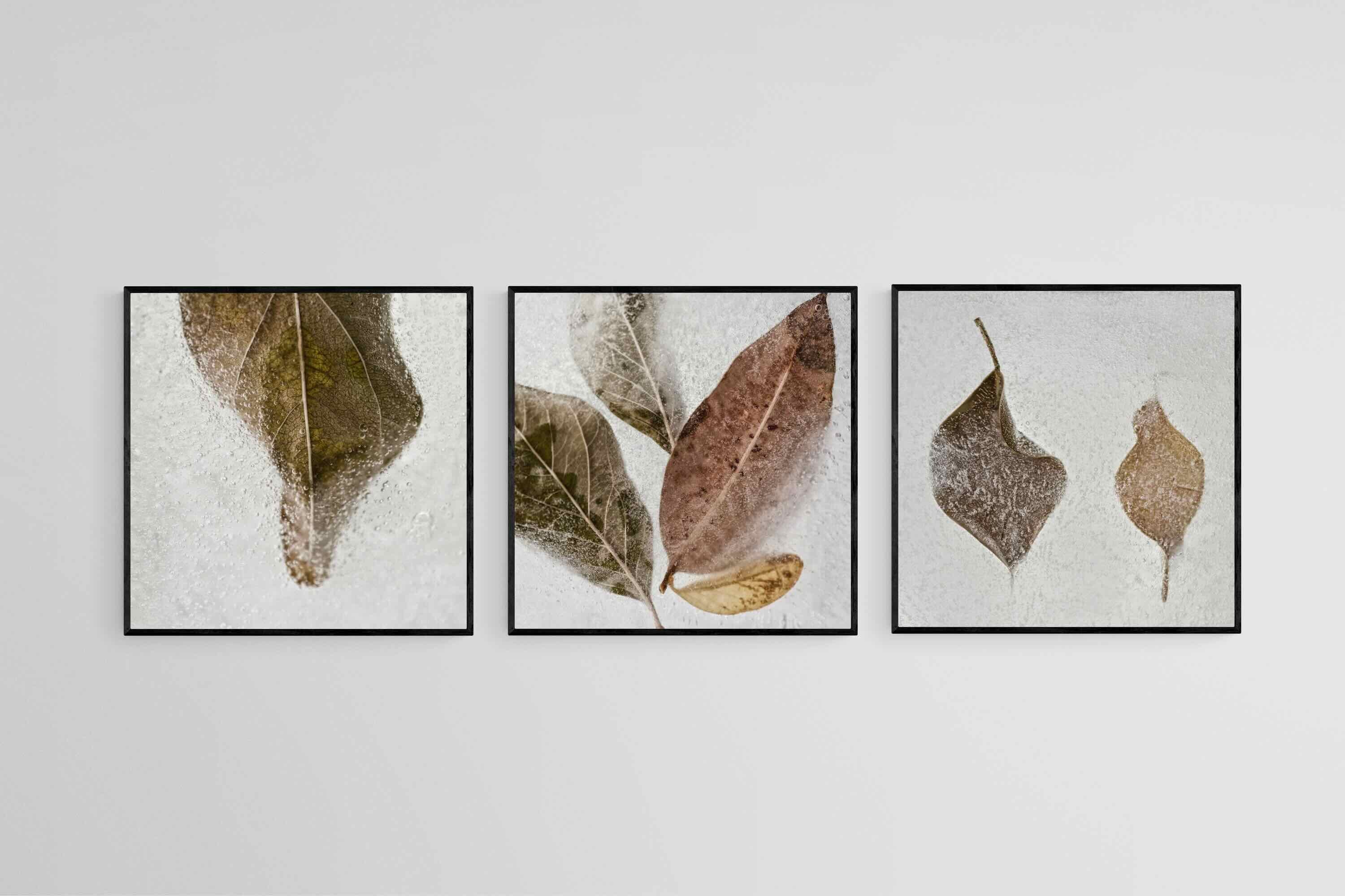 Frozen Leaves Set-Wall_Art-50 x 50cm (x3)-Mounted Canvas-Black-Pixalot