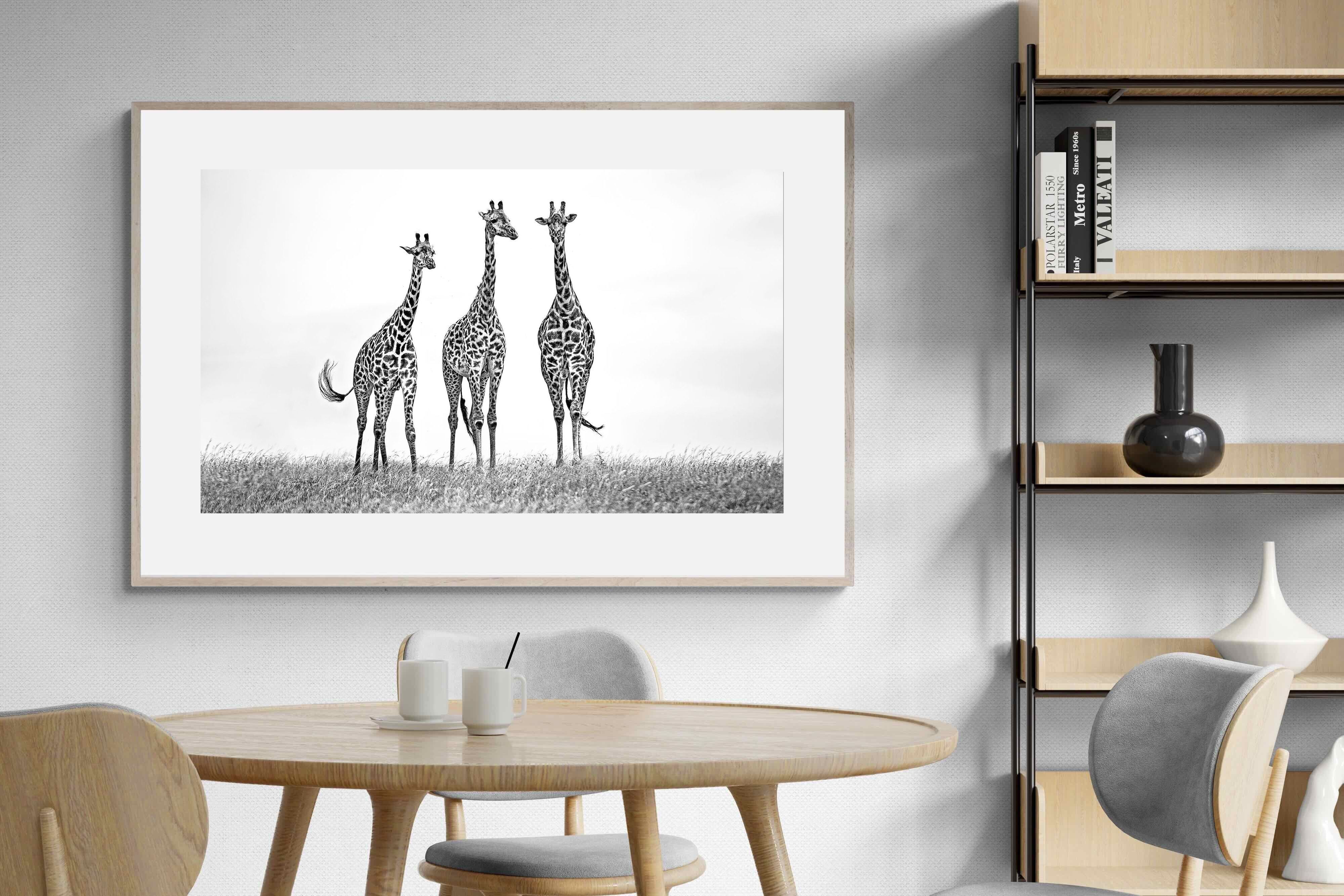 Pixalot Giraffe Sketch