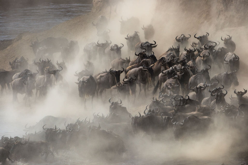 Gnu Crossing