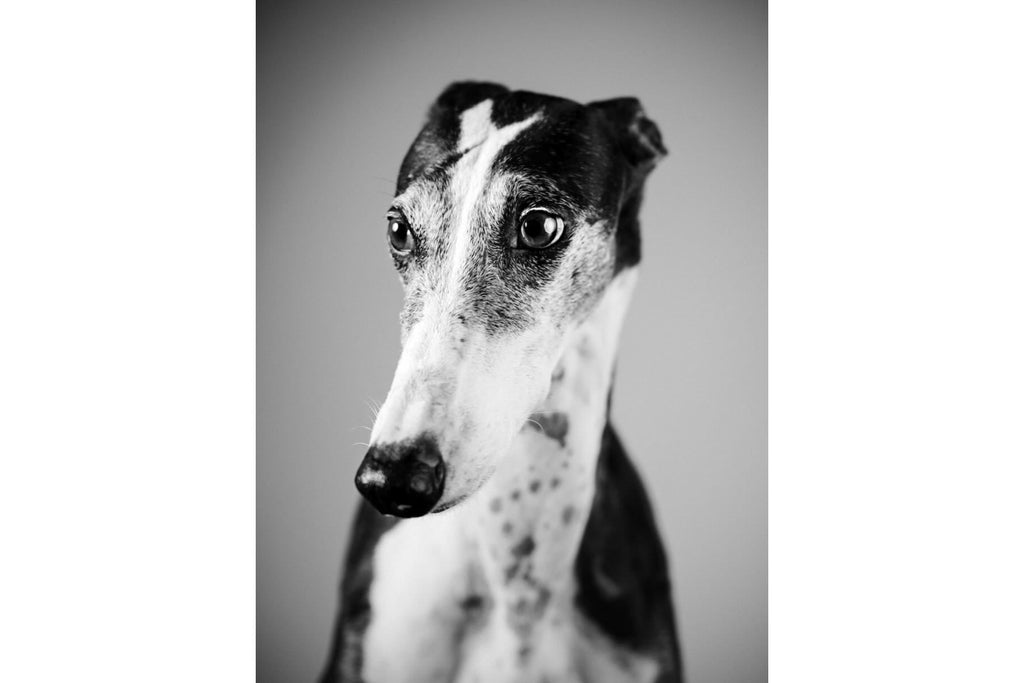 Greyhound-Wall_Art-Pixalot