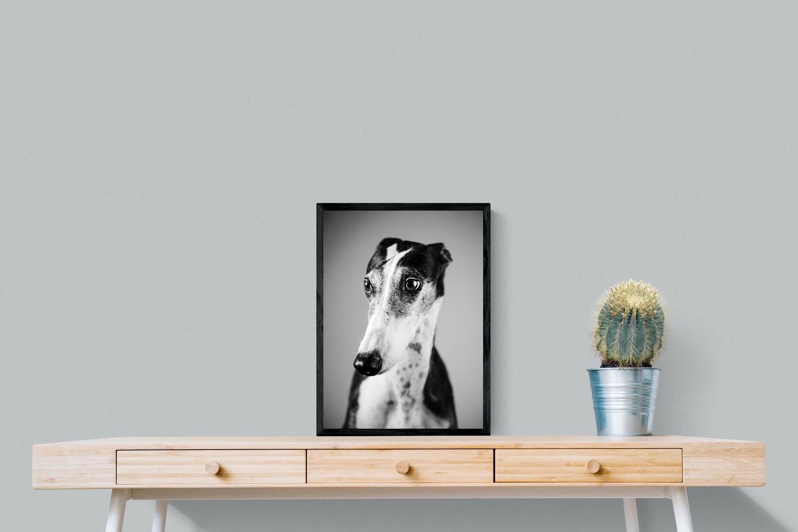 Pixalot Greyhound